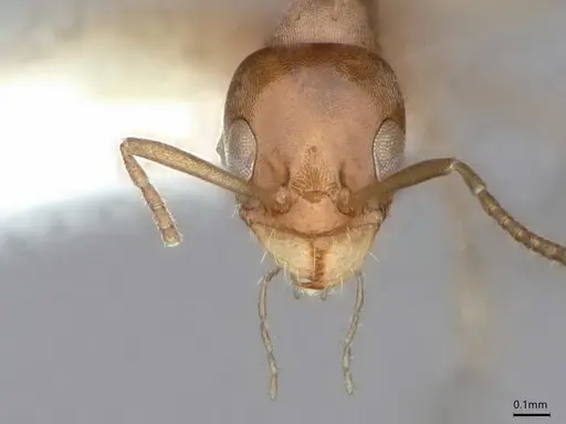 Forelius albiventris - CASENT0841236