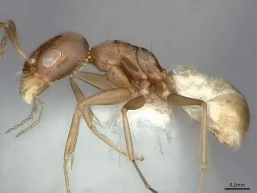 Forelius albiventris - CASENT0841236