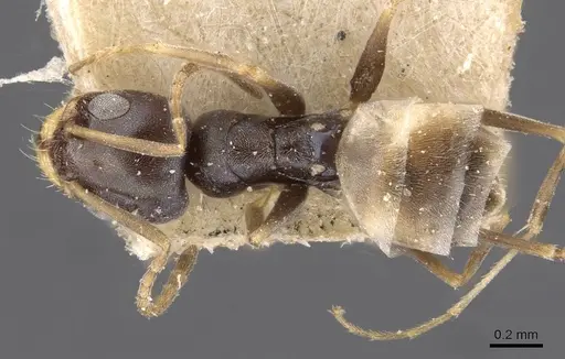 Forelius albiventris - CASENT0909712