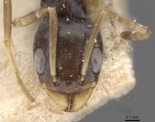 Forelius albiventris - CASENT0909712