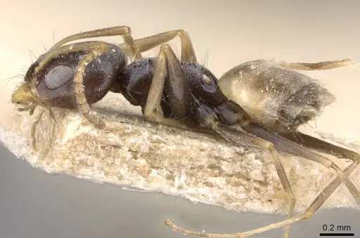 Forelius albiventris - CASENT0909712