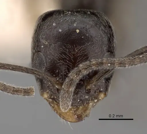 Forelius antarcticus specimen