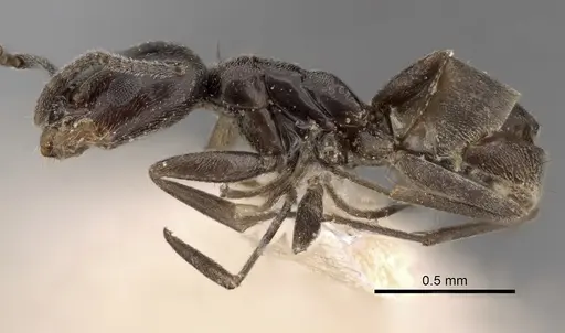 Forelius antarcticus specimen