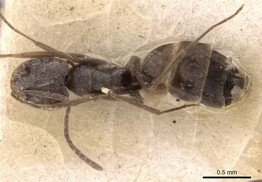 Forelius antarcticus - CASENT0907582