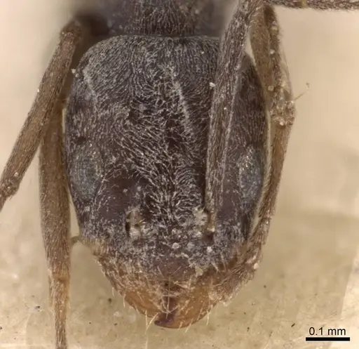 Forelius antarcticus - CASENT0907582