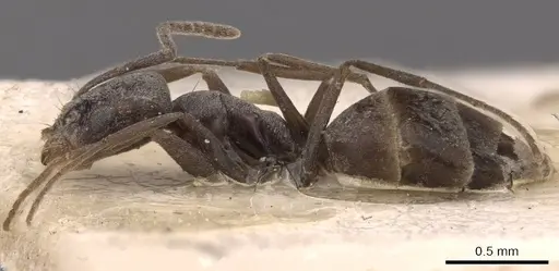 Forelius antarcticus - CASENT0907582