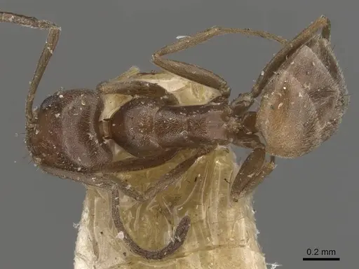 Forelius antarcticus - CASENT0909784