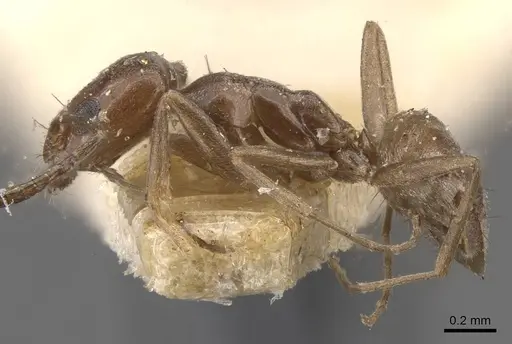 Forelius antarcticus - CASENT0909784