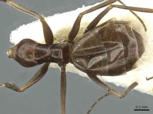 Forelius antarcticus - CASENT0911575