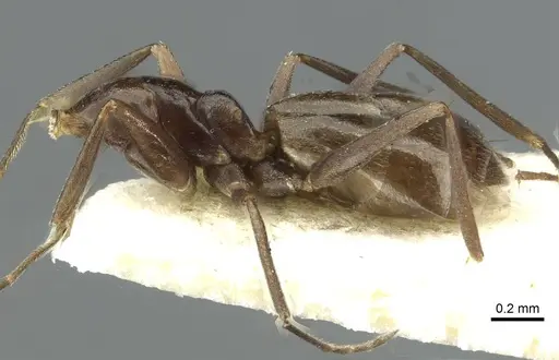 Forelius antarcticus - CASENT0911575