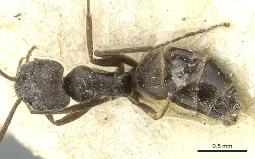 Forelius antarcticus - CASENT0911576