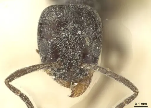 Forelius antarcticus - CASENT0911576