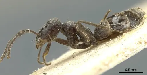 Forelius antarcticus - CASENT0911576