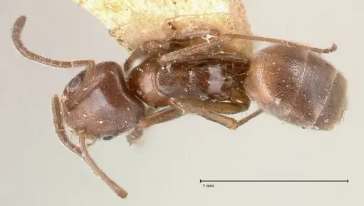 Forelius antarcticus - FOCOL0717