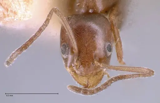 Forelius antarcticus - FOCOL0717