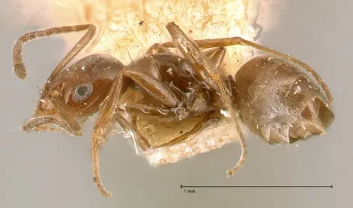 Forelius antarcticus - FOCOL0717