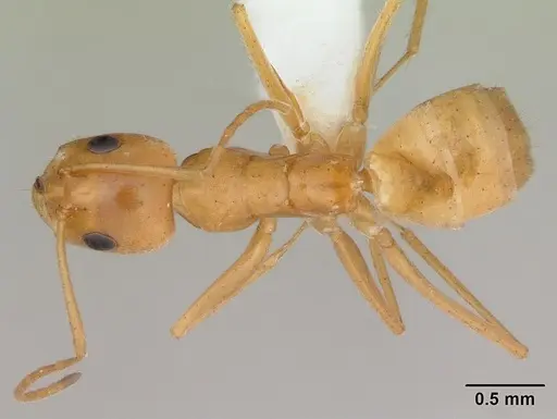Forelius brasiliensis specimen