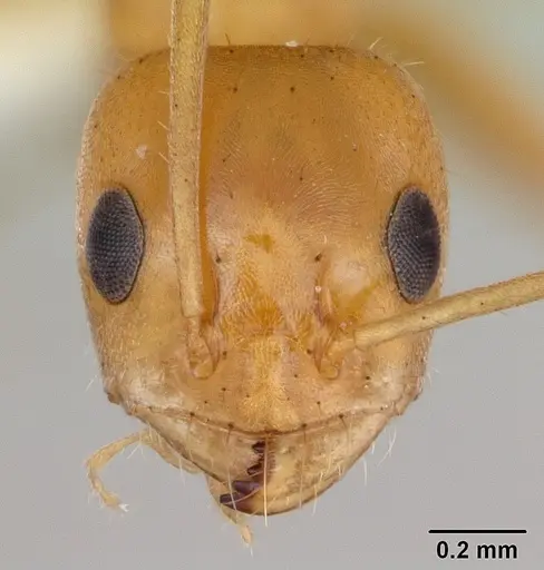 Forelius brasiliensis specimen