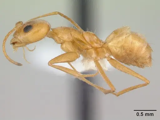 Forelius brasiliensis specimen