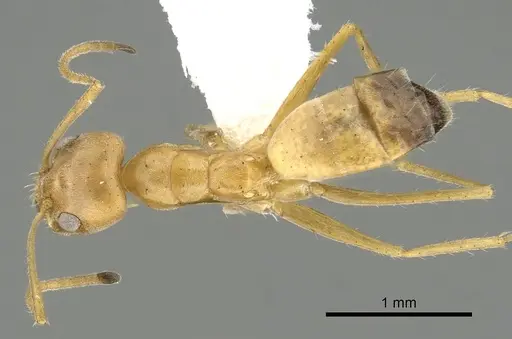 Forelius brasiliensis - CASENT0249690