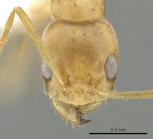 Forelius brasiliensis - CASENT0249690