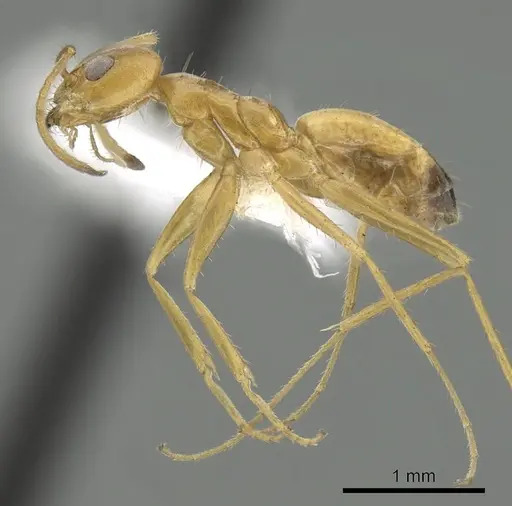 Forelius brasiliensis - CASENT0249690