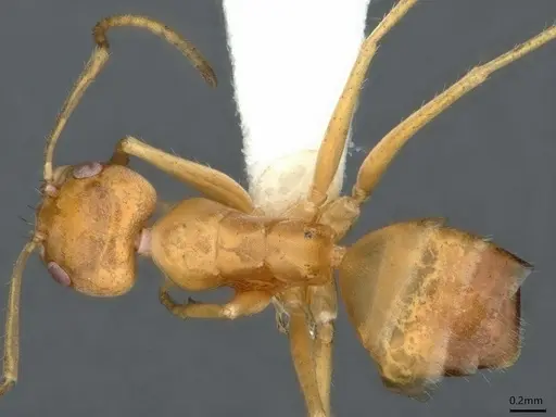 Forelius brasiliensis - CASENT0841237