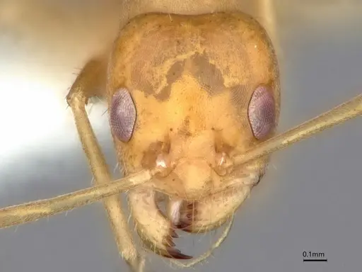 Forelius brasiliensis - CASENT0841237