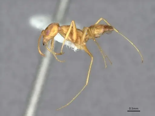 Forelius brasiliensis - CASENT0841237