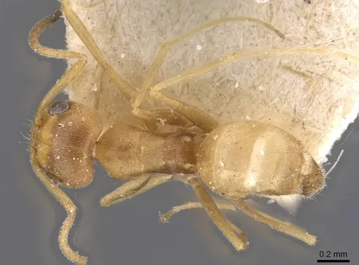 Forelius brasiliensis - CASENT0909718