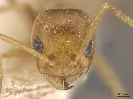 Forelius brasiliensis - CASENT0909718