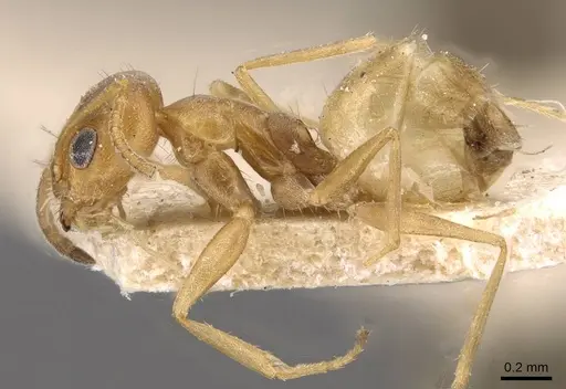 Forelius brasiliensis - CASENT0909718