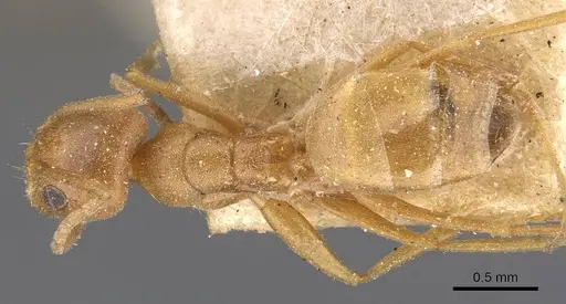 Forelius brasiliensis - CASENT0909721