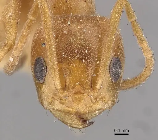 Forelius brasiliensis - CASENT0909721