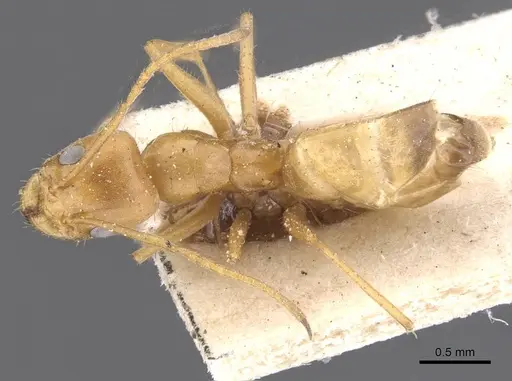 Forelius brasiliensis - CASENT0911546