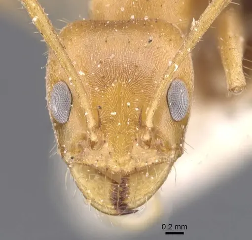 Forelius brasiliensis - CASENT0911546