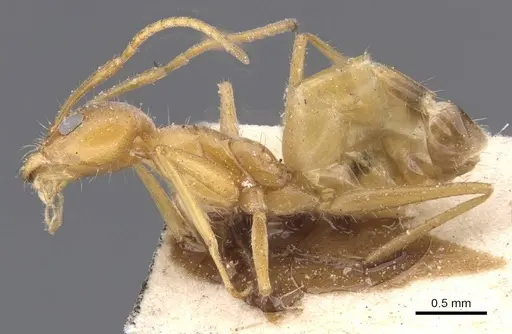 Forelius brasiliensis - CASENT0911546