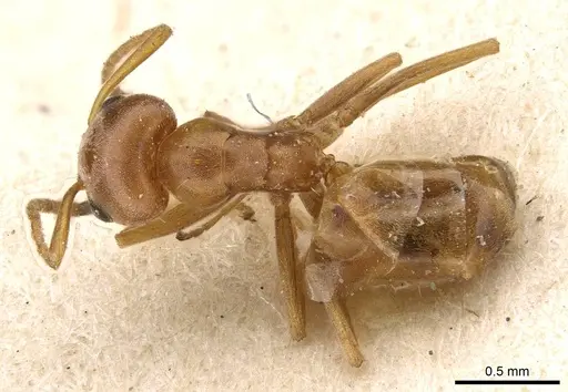 Forelius breviscapus specimen