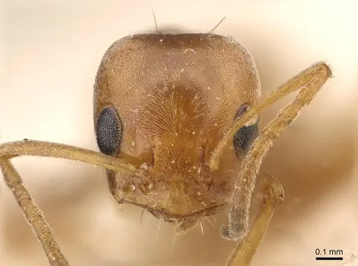 Forelius breviscapus specimen
