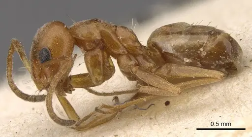 Forelius breviscapus specimen