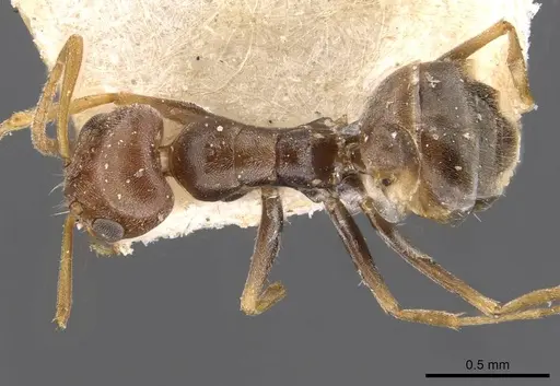 Forelius breviscapus - CASENT0909720