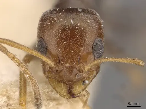 Forelius breviscapus - CASENT0909720