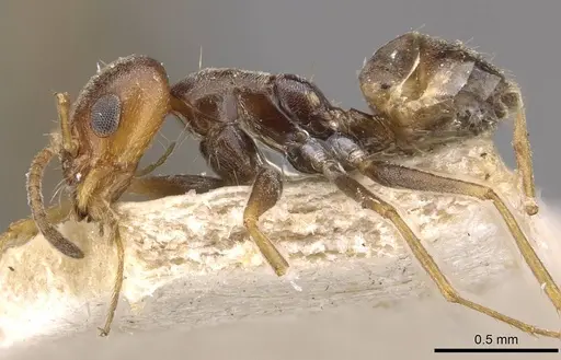 Forelius breviscapus - CASENT0909720