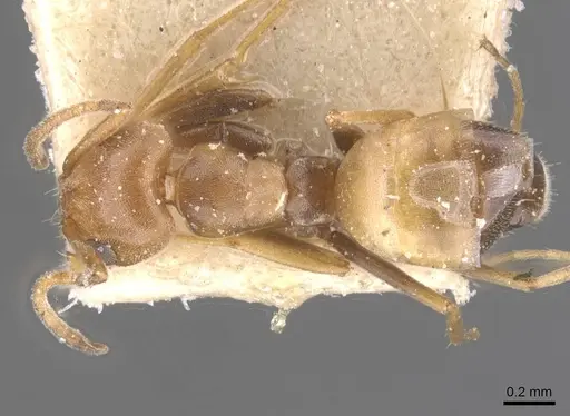 Forelius breviscapus - CASENT0911552