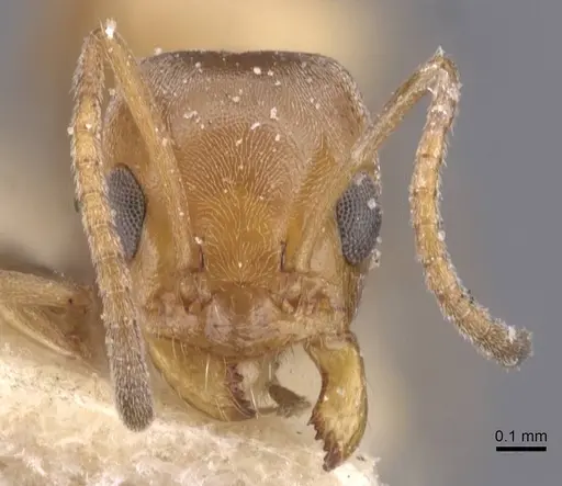 Forelius breviscapus - CASENT0911552