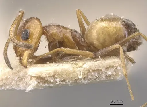 Forelius breviscapus - CASENT0911552