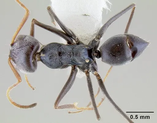 Forelius chalybaeus specimen