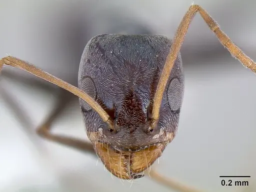 Forelius chalybaeus specimen