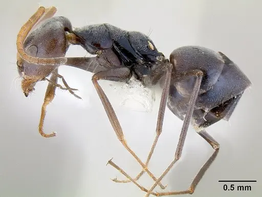 Forelius chalybaeus specimen