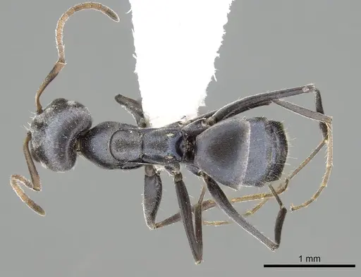 Forelius chalybaeus - CASENT0249691